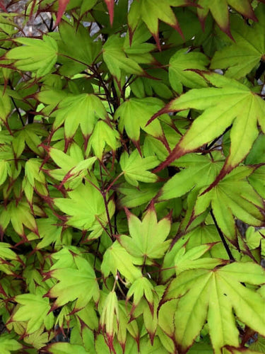 Acer palmatum 'Tsuma gaki' - mapleridgenursery
